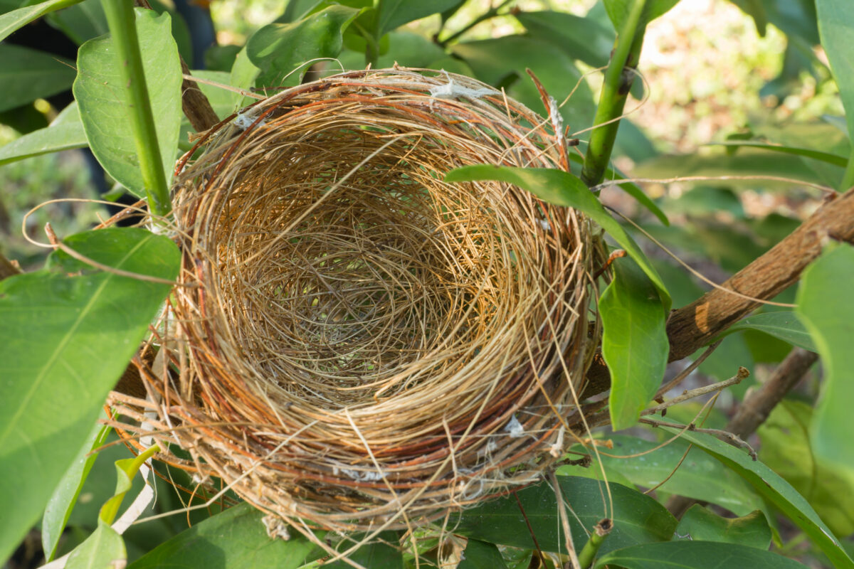 EMPTY NEST | Navigating Life & Loss